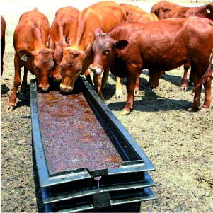 Feed Supplement Liquids